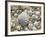 Sea Shells, Hebrides, Scotland, United Kingdom, Europe-Mark Harding-Framed Photographic Print