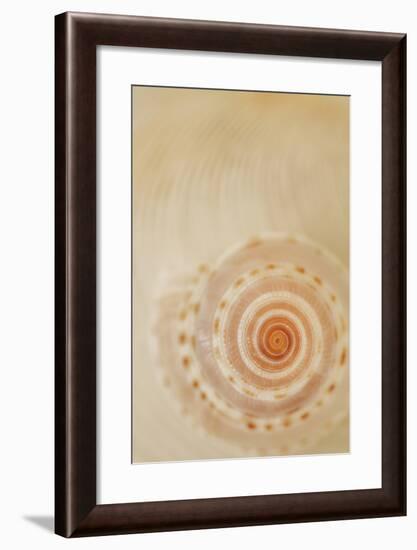 Sea Shells I-Karyn Millet-Framed Photographic Print