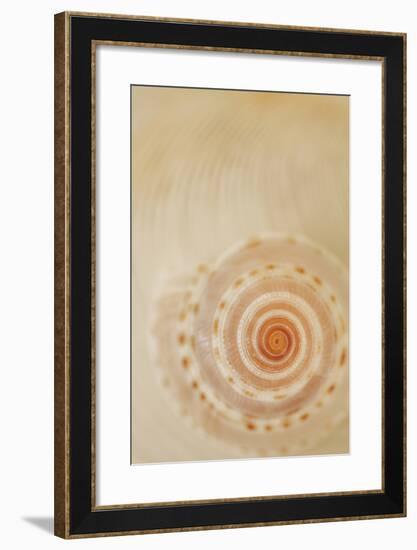 Sea Shells I-Karyn Millet-Framed Photographic Print