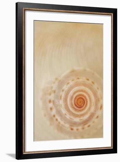 Sea Shells I-Karyn Millet-Framed Photographic Print