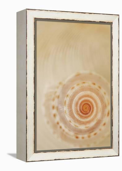 Sea Shells I-Karyn Millet-Framed Premier Image Canvas