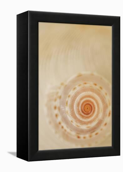 Sea Shells I-Karyn Millet-Framed Premier Image Canvas