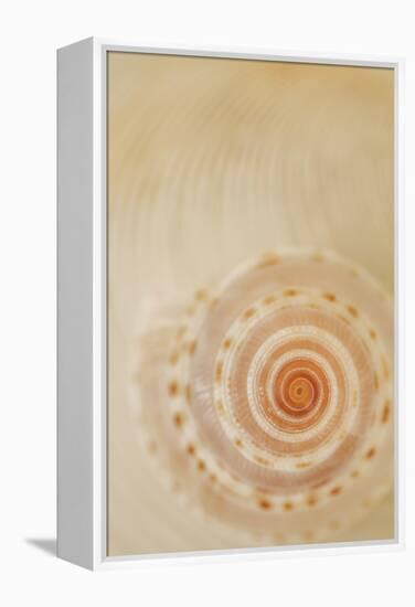 Sea Shells I-Karyn Millet-Framed Premier Image Canvas