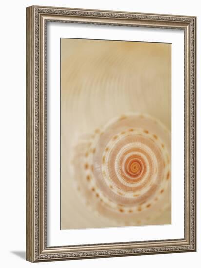 Sea Shells I-Karyn Millet-Framed Photographic Print