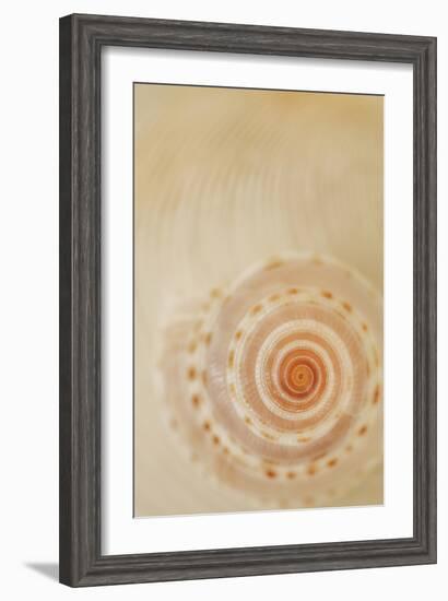 Sea Shells I-Karyn Millet-Framed Photographic Print