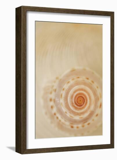 Sea Shells I-Karyn Millet-Framed Photographic Print