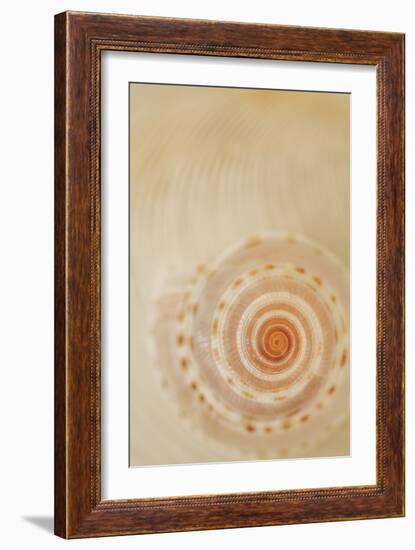 Sea Shells I-Karyn Millet-Framed Photographic Print