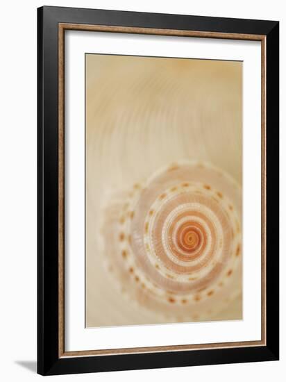 Sea Shells I-Karyn Millet-Framed Photographic Print