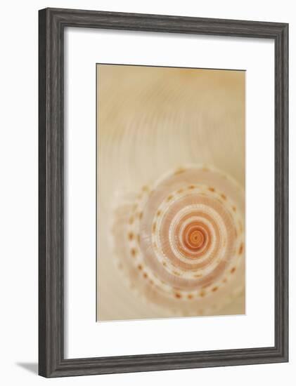 Sea Shells I-Karyn Millet-Framed Photographic Print
