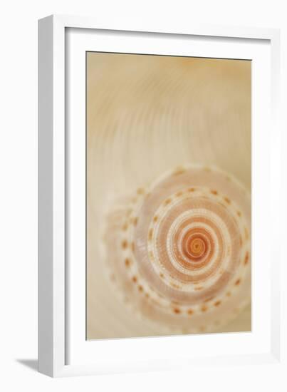 Sea Shells I-Karyn Millet-Framed Photographic Print