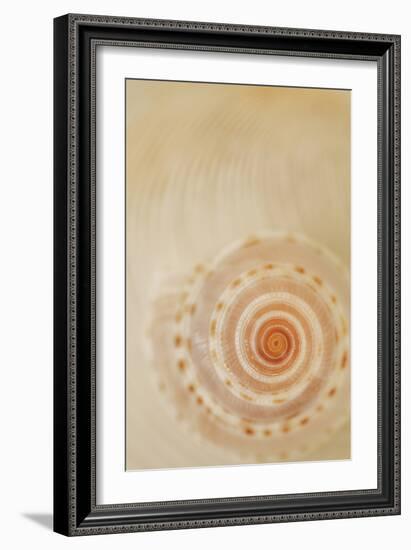 Sea Shells I-Karyn Millet-Framed Photographic Print