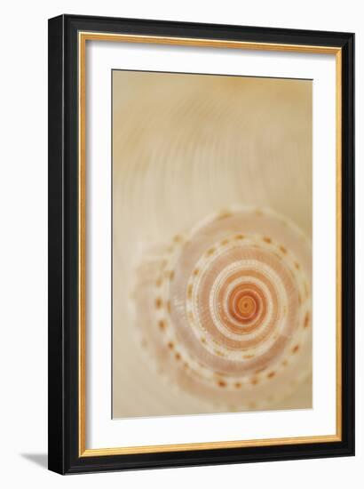 Sea Shells I-Karyn Millet-Framed Photographic Print