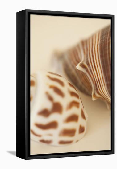Sea Shells II-Karyn Millet-Framed Premier Image Canvas