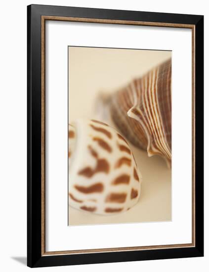 Sea Shells II-Karyn Millet-Framed Photographic Print