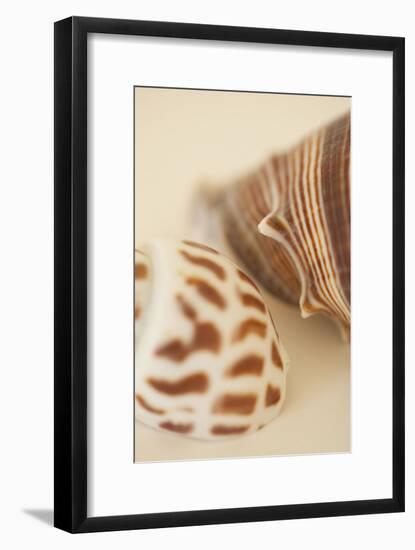 Sea Shells II-Karyn Millet-Framed Photographic Print