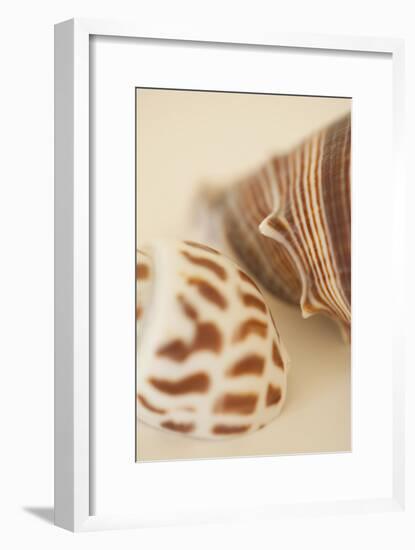 Sea Shells II-Karyn Millet-Framed Photographic Print