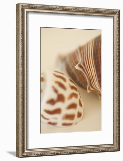 Sea Shells II-Karyn Millet-Framed Photographic Print