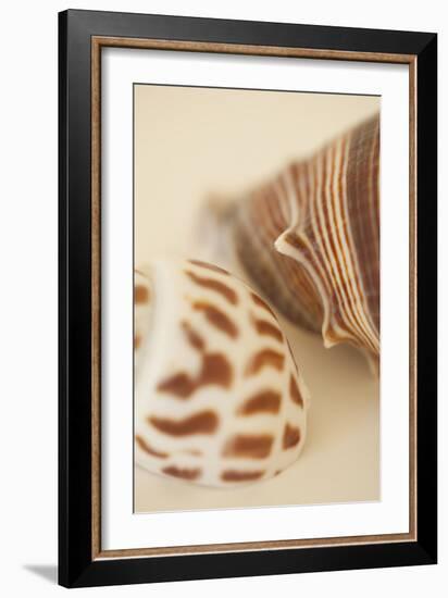 Sea Shells II-Karyn Millet-Framed Photographic Print