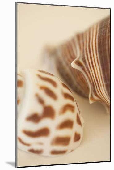 Sea Shells II-Karyn Millet-Mounted Photographic Print