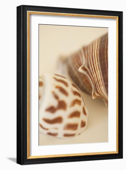 Sea Shells II-Karyn Millet-Framed Photographic Print