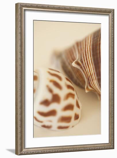 Sea Shells II-Karyn Millet-Framed Photographic Print