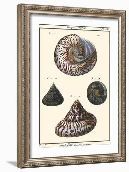 Sea Shells II-Denis Diderot-Framed Art Print