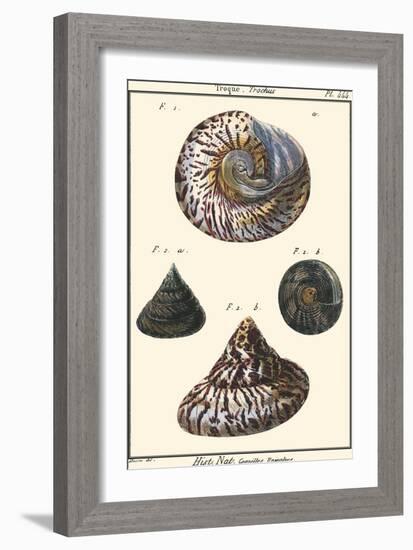 Sea Shells II-Denis Diderot-Framed Art Print