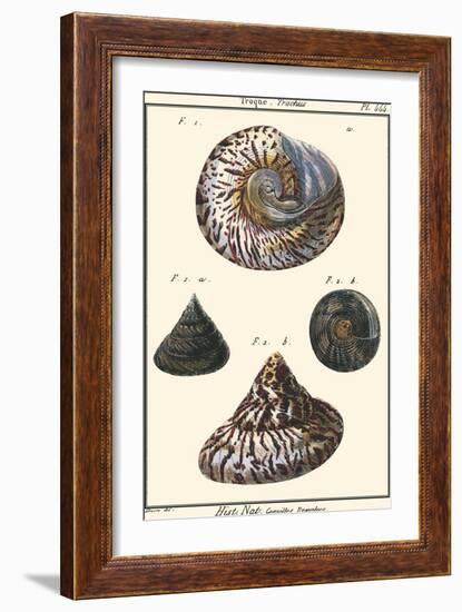 Sea Shells II-Denis Diderot-Framed Art Print