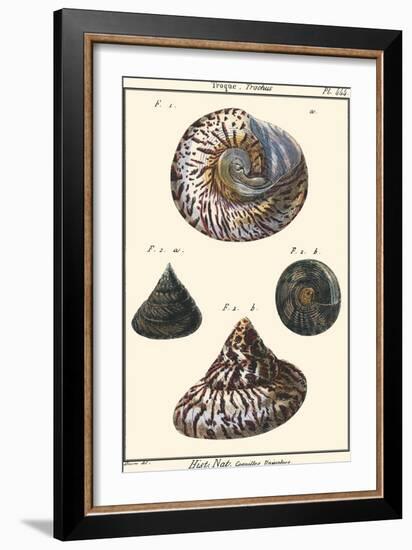 Sea Shells II-Denis Diderot-Framed Art Print