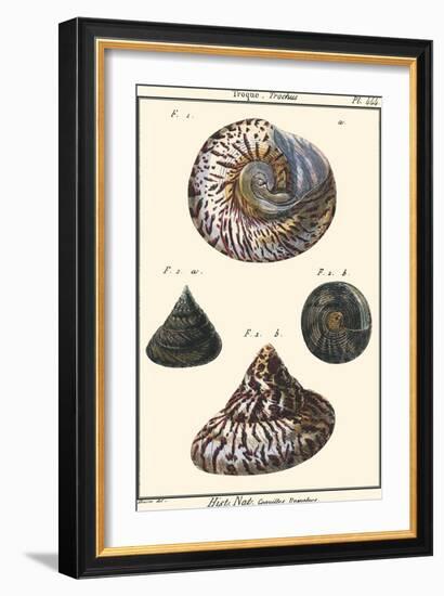 Sea Shells II-Denis Diderot-Framed Art Print