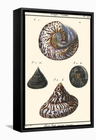 Sea Shells II-Denis Diderot-Framed Stretched Canvas