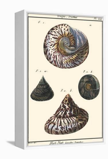 Sea Shells II-Denis Diderot-Framed Stretched Canvas