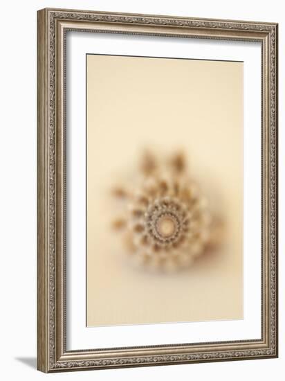 Sea Shells III-Karyn Millet-Framed Photographic Print