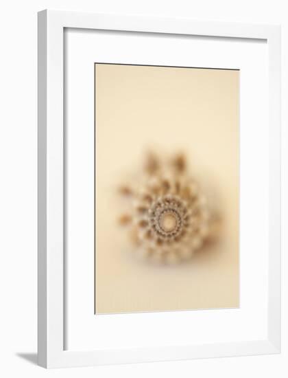 Sea Shells III-Karyn Millet-Framed Photographic Print