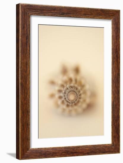 Sea Shells III-Karyn Millet-Framed Photographic Print