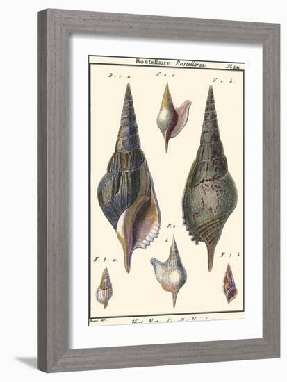 Sea Shells III-Denis Diderot-Framed Art Print