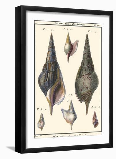 Sea Shells III-Denis Diderot-Framed Art Print