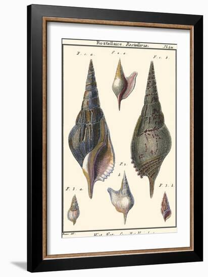 Sea Shells III-Denis Diderot-Framed Art Print