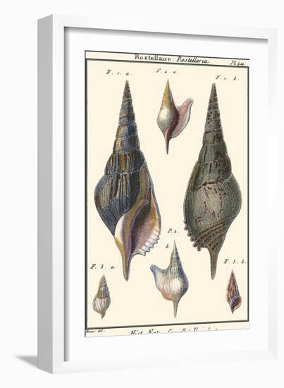 Sea Shells III-Denis Diderot-Framed Art Print