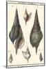 Sea Shells III-Denis Diderot-Mounted Art Print