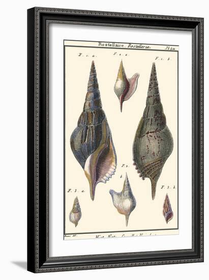 Sea Shells III-Denis Diderot-Framed Art Print