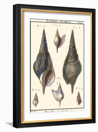 Sea Shells III-Denis Diderot-Framed Art Print