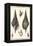 Sea Shells III-Denis Diderot-Framed Stretched Canvas