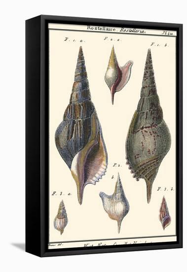 Sea Shells III-Denis Diderot-Framed Stretched Canvas