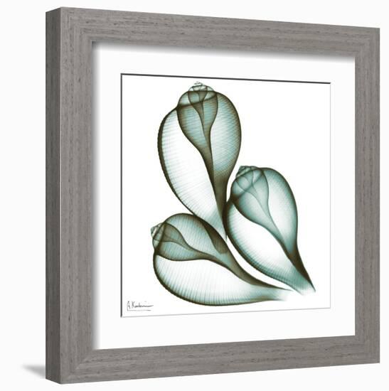 Sea Shells in Green II-Albert Koetsier-Framed Art Print