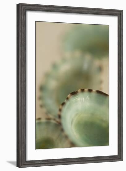 Sea Shells IV-Karyn Millet-Framed Photographic Print