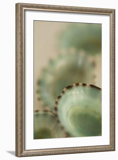 Sea Shells IV-Karyn Millet-Framed Photographic Print