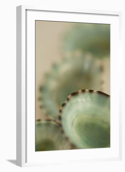 Sea Shells IV-Karyn Millet-Framed Photographic Print