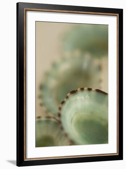 Sea Shells IV-Karyn Millet-Framed Photographic Print