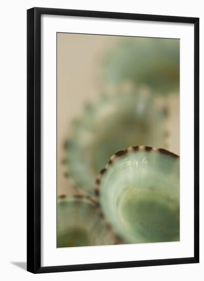 Sea Shells IV-Karyn Millet-Framed Photographic Print